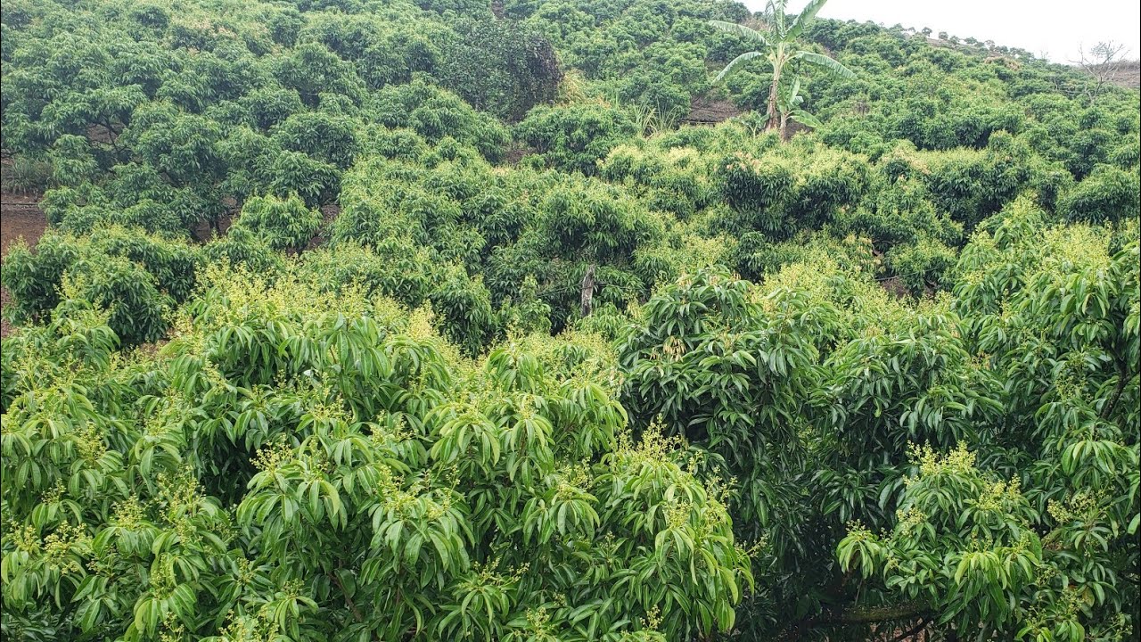 Vườn vải ông Bình Yên rằm tháng giêng