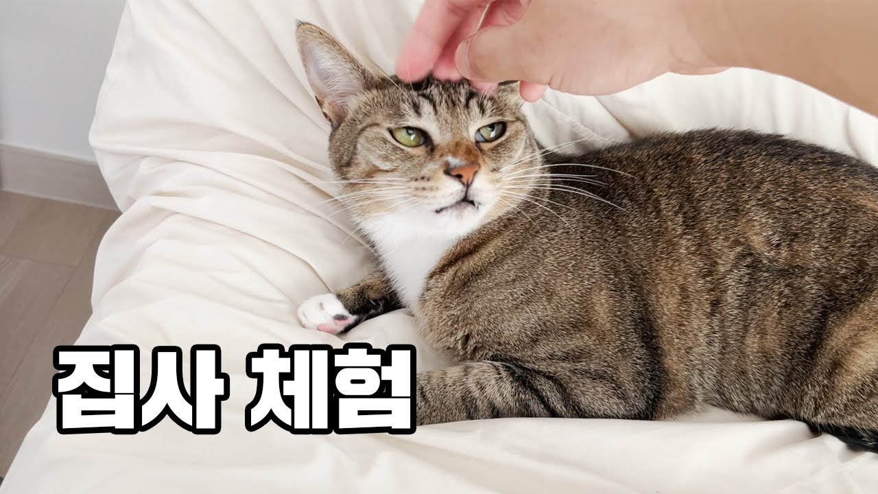 오랜만에 뚜삼촌의 3박4일 집사체험! 고양이 3남매 돌보기