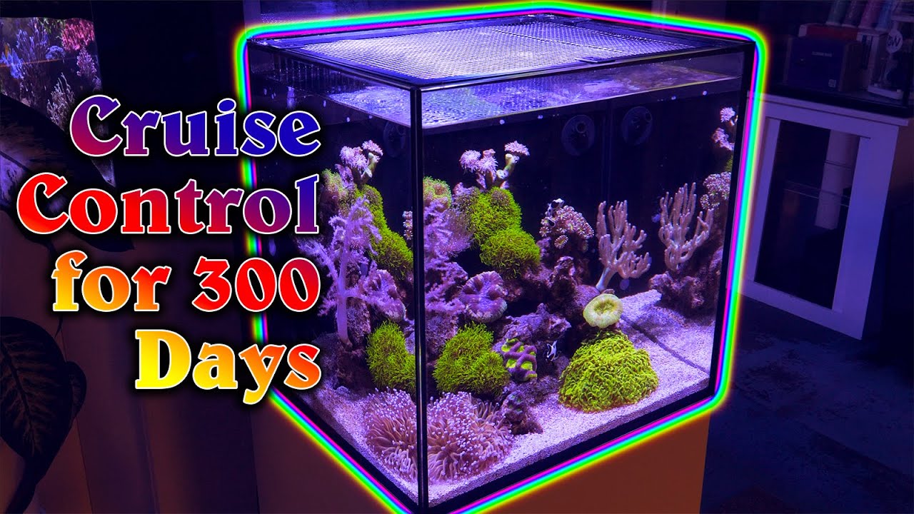 Nano Reef 300 Day Update - still NO Water Change, Dosing, or Protein Skimmer