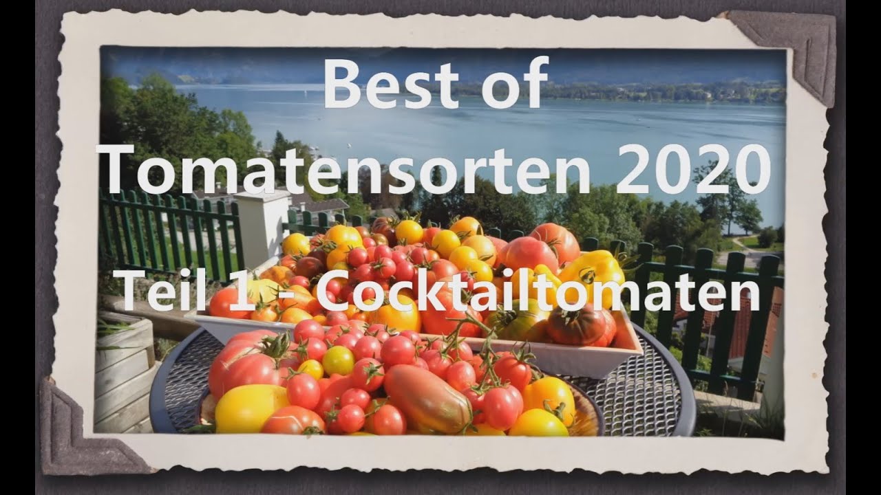 Best of Tomaten 2020 Teil 1 -  Cocktailtomaten