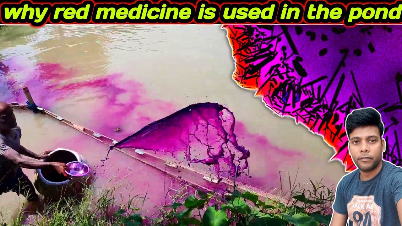 why red medicine is used in the pond | very good medicine for fish | potassium permanganate ka use