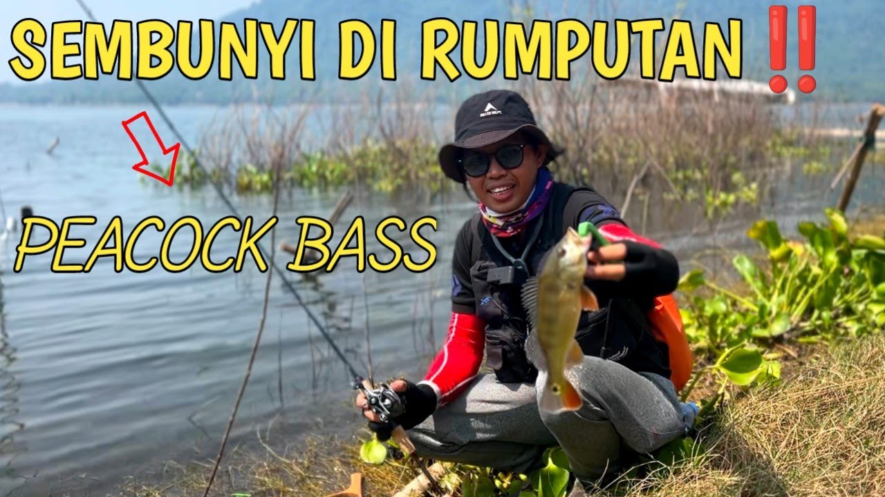SELALU BERTEMU BANYAK ANGLER KALAU MANCING DI SINI‼️MANCING PEACOCK BASS WADUK JATILUHUR #peacokbass