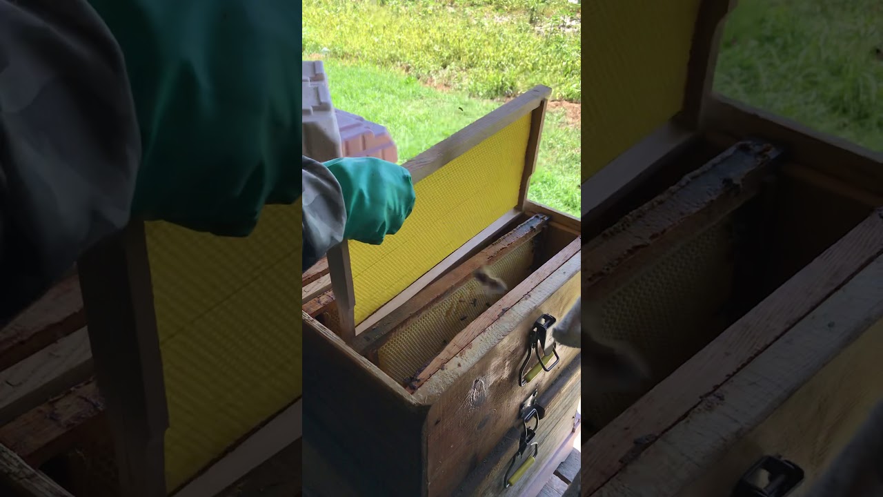 Arıya üçüncü kat nasıl atılır#arıcılık #keşfet #keşfetbeniöneçıkar #viralvideo #bee #honey