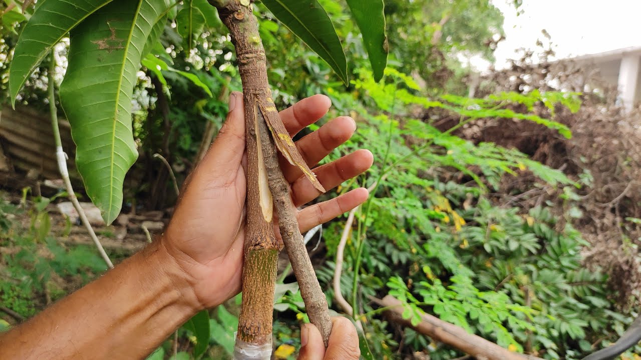 mango tree Approach Grafting /आम पेड़ भेट कलम