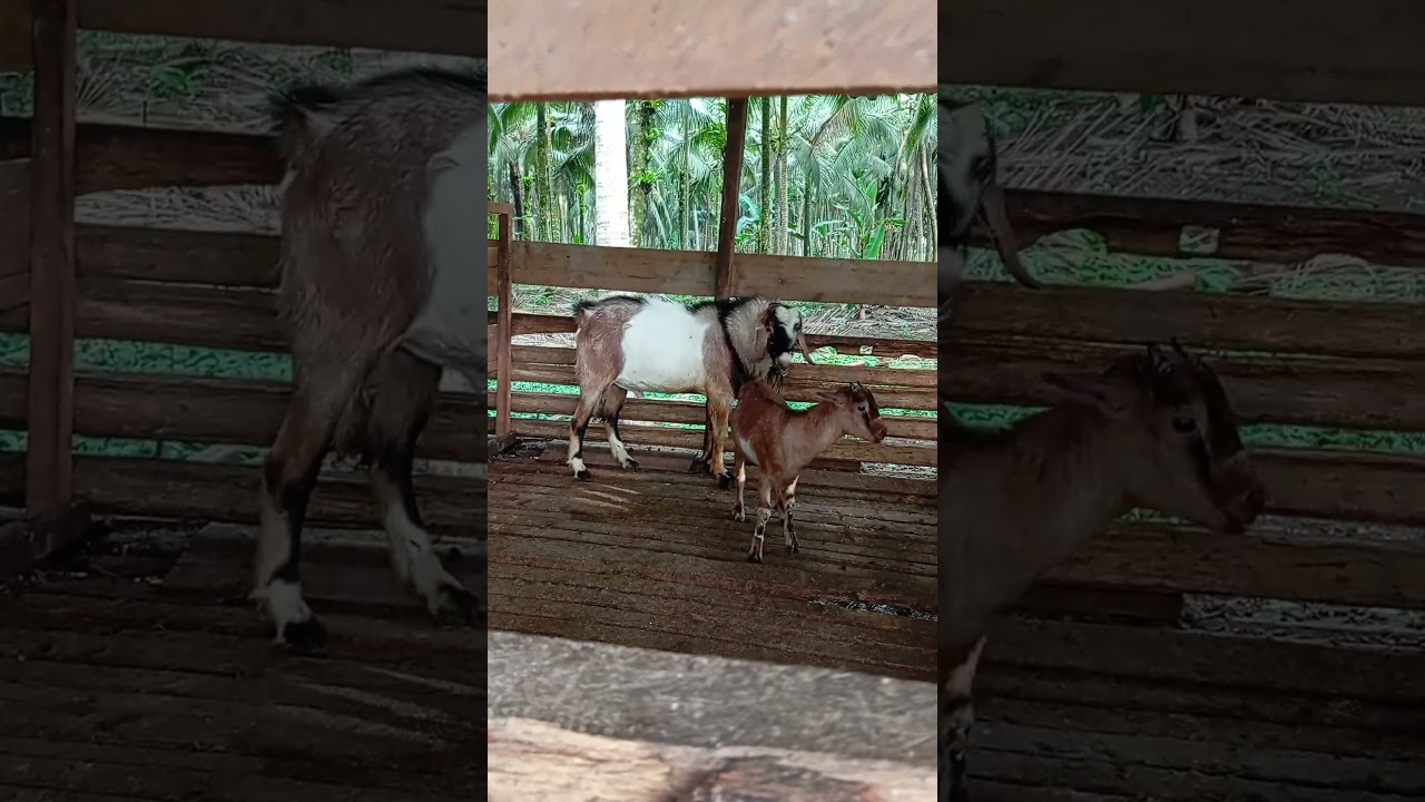 perbedaan kambing kacang asli dan silangan