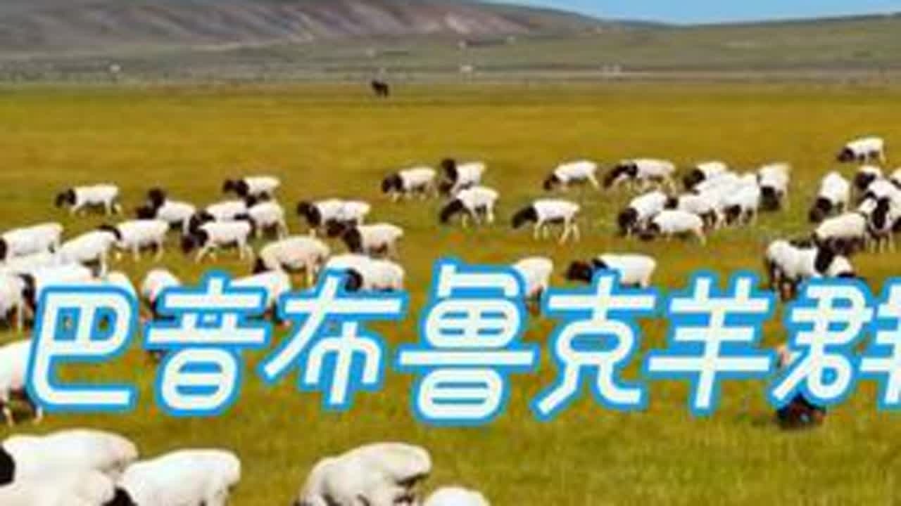 #真实生活分享计划 【多多中国万里行~独库公路】很难得，看到如此清一色的羊群。独库公路经过巴音布鲁克湿地的时候，一定不要快速略过，而要停下来满足一下你的视觉，因为你面前是绿毯上的这一大把白珍珠...