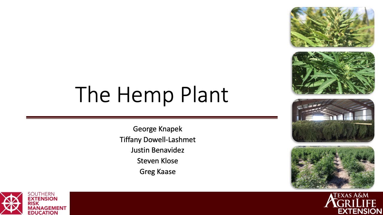 The Hemp Plant - George Knapek