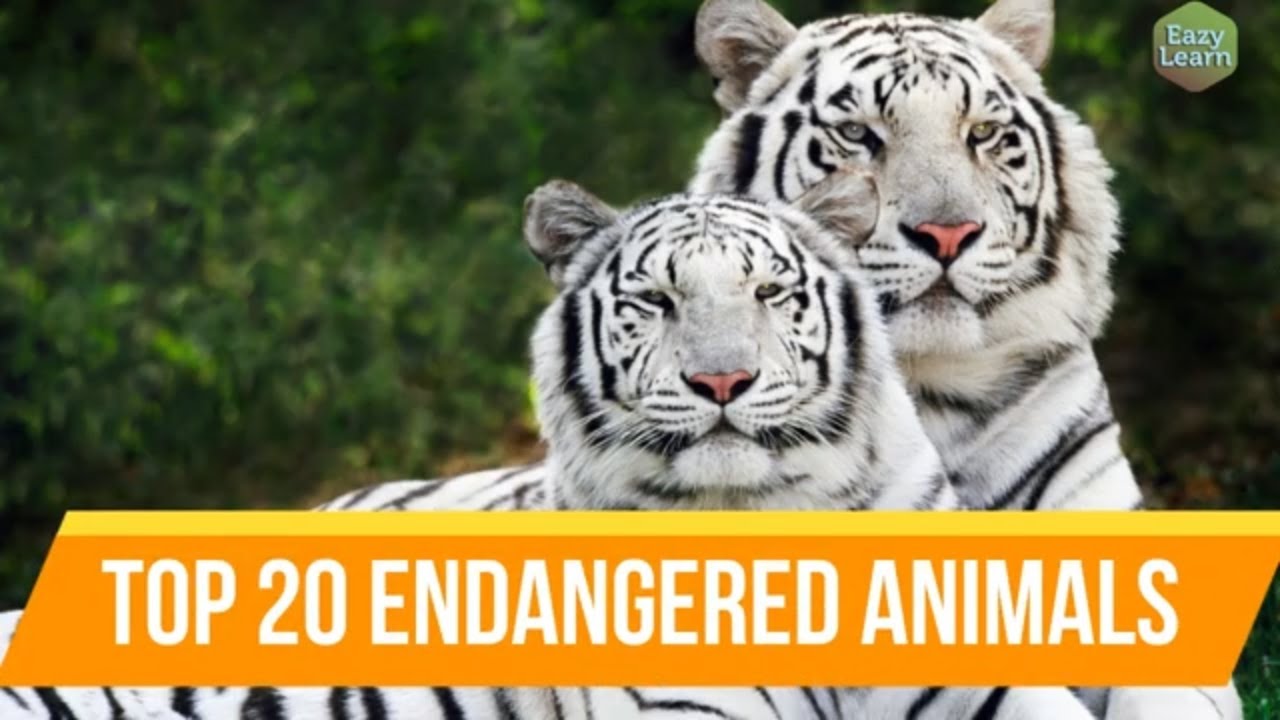 Top 20 Endangered Animals | Most Endangered Animal Species in the World