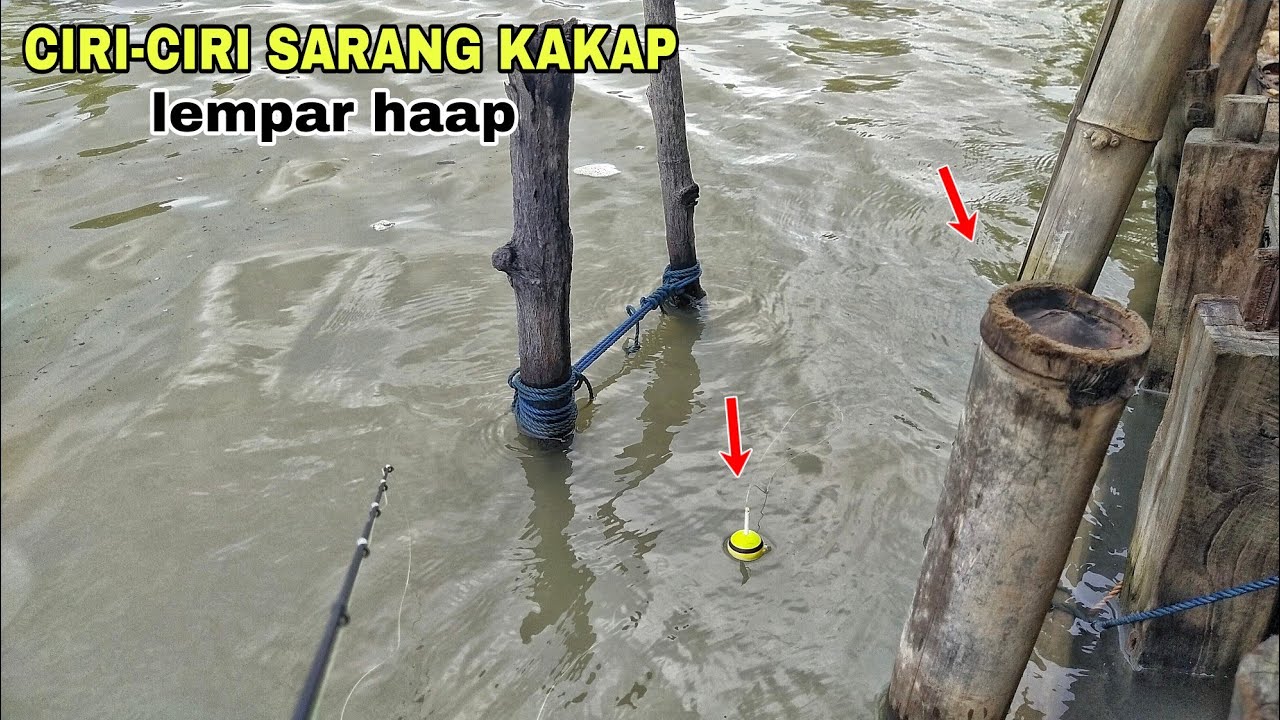 CIRI-CIRI SARANG KAKAP.!!! LEMPAR LANGSUNG HAAP, MANCING DI PINTU AIR KAKAP!!!