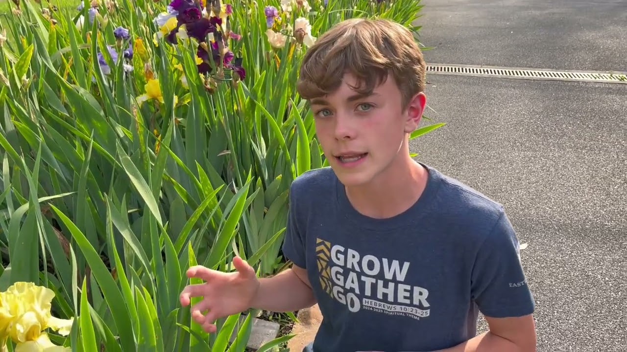 Just Irises Episode 18: Tall Bearded Iris (TB) &ldquo;Pride Of Ireland&rdquo;