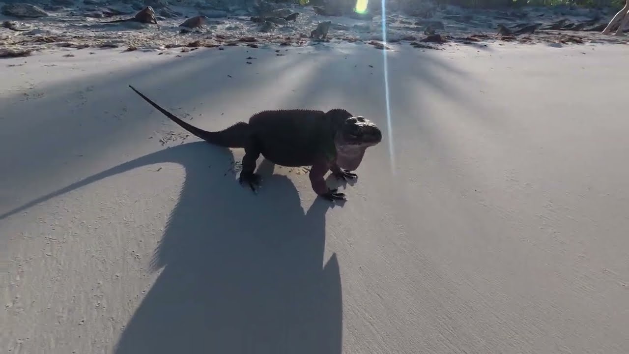 Bahamy #3 - Iguana Beach