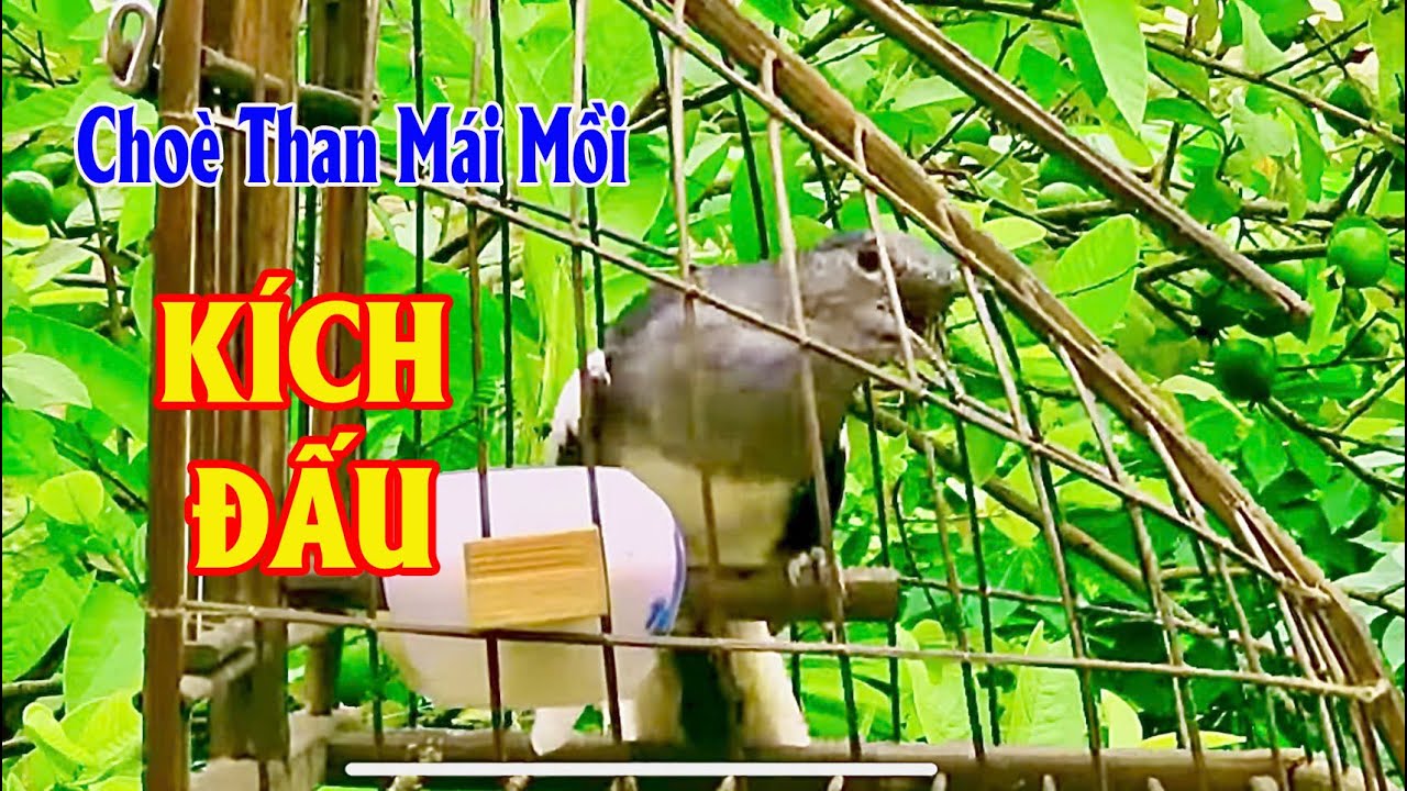 Tiếng than mái MÁI MỒI HÓT THÚC TRỐNG.chòe than mái kích trống căng lửa.chim chích chòe mái hót.c300