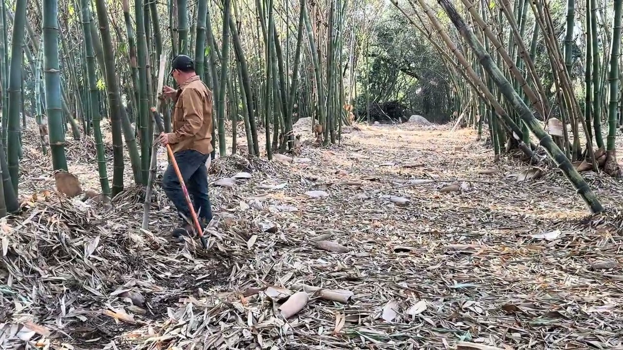 1-20-2026,  Sua nplooj qhua (nplooj xyoob). 