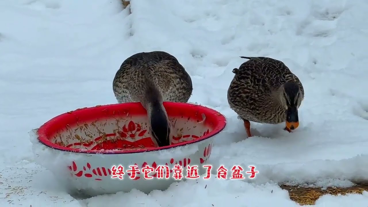 大雪天，大爷野外寻找鸭子，发现一对野鸭雪地里艰难行走 大雪天