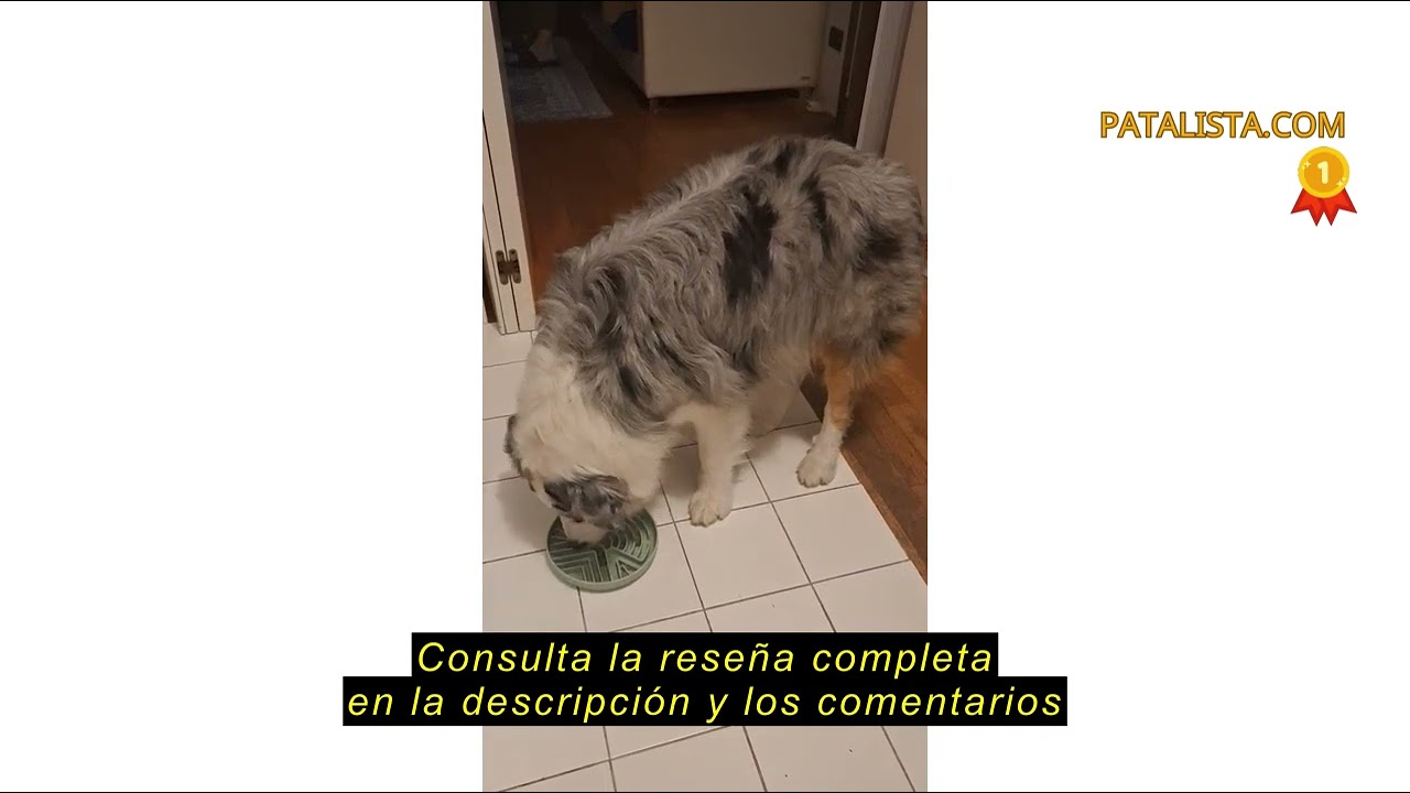 Reseña del Lesipee Cuenco de alimentación lenta para perros grandes y pequeños, antiasfixia, base an