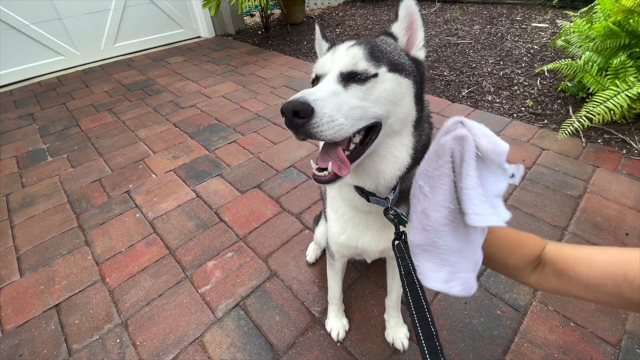 Cómo bañar a un perro que no le gusta el baño