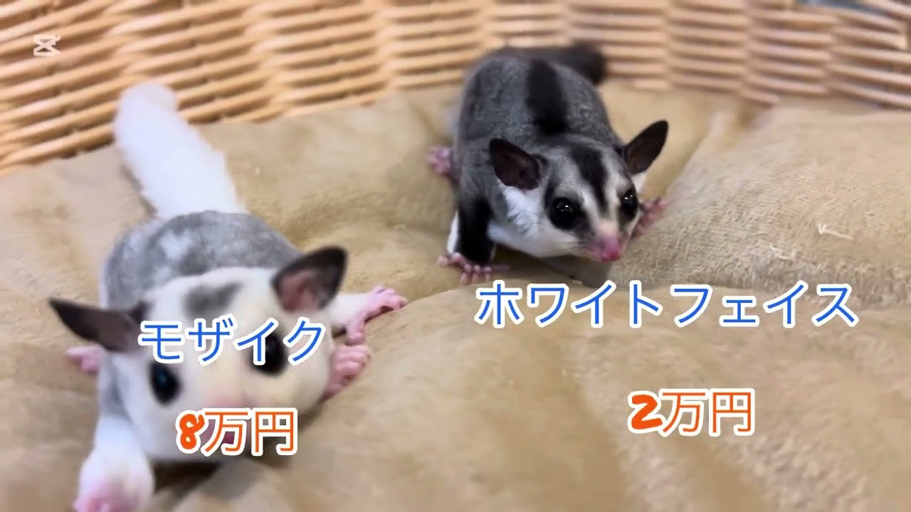 フクロモモンガブリーダーLa fataの販売中ベビー