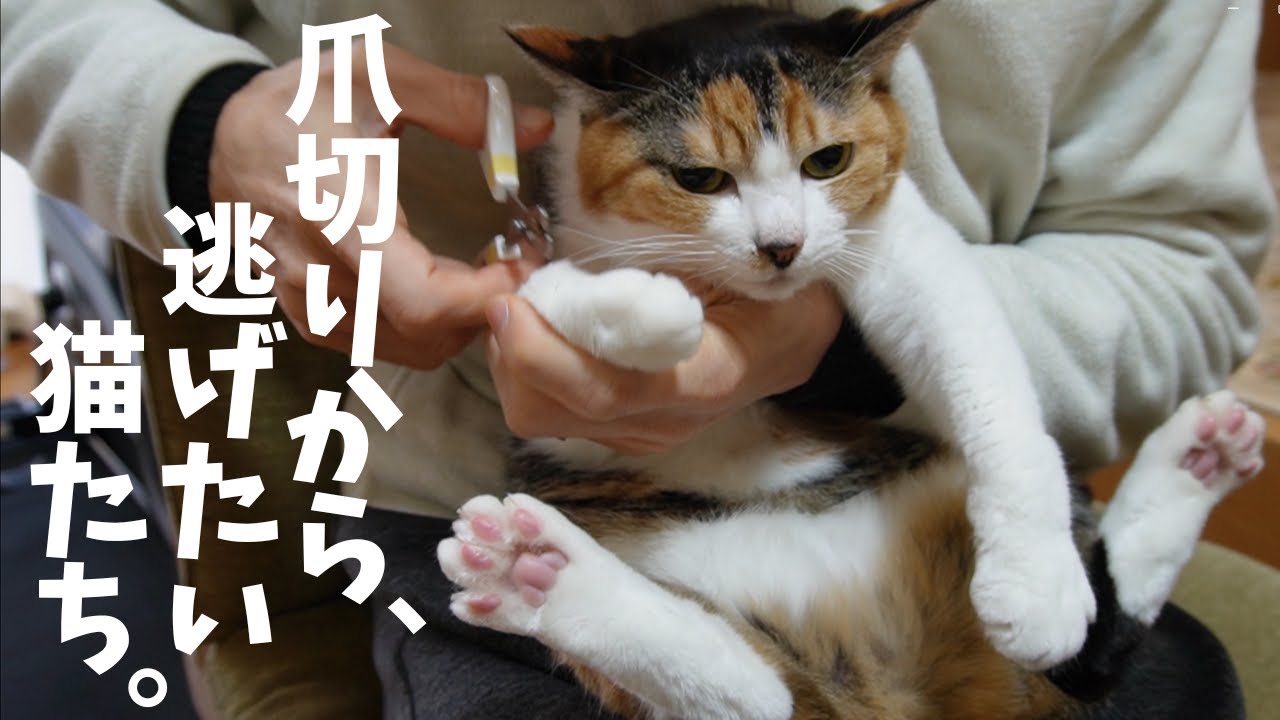 爪切りから、逃げたい猫たち。