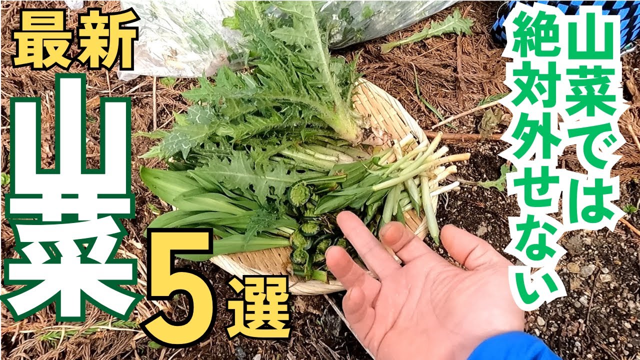 【山菜採り】意外と知られていない山菜を五目採りしました。