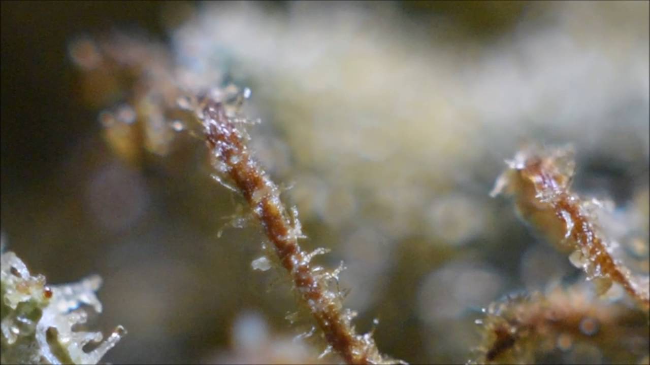 trichome
