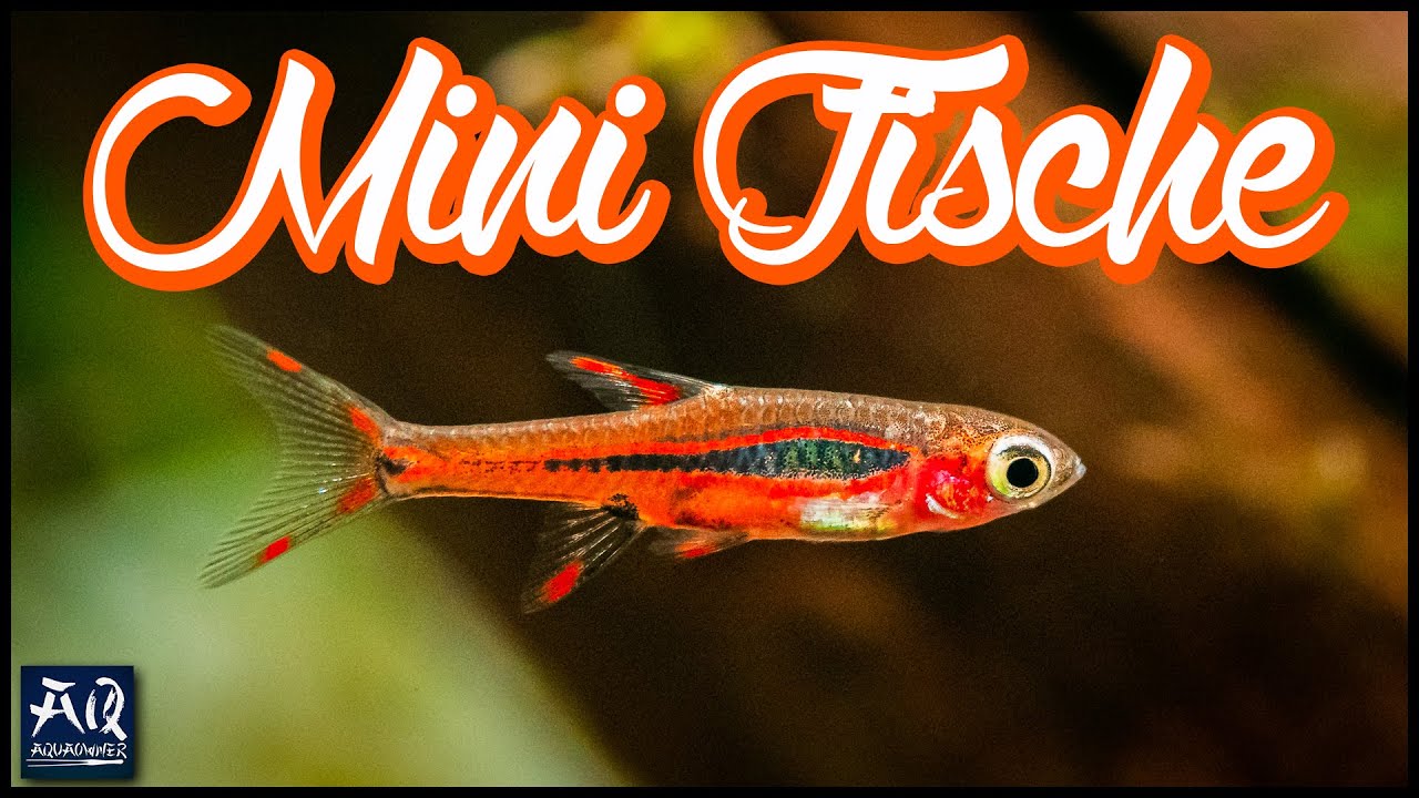 Winzige Fische f&uuml;r dein Aquarium (Boraras brigittae) | AquaOwner