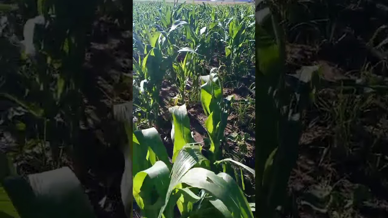 🤣🤣🤣🤣🤣🤣❣️❣️LOOK HOW BEAUTIFUL,GREEN AND LONG GROWN  MY MAIZE IS IN JUST 3 MONTHS