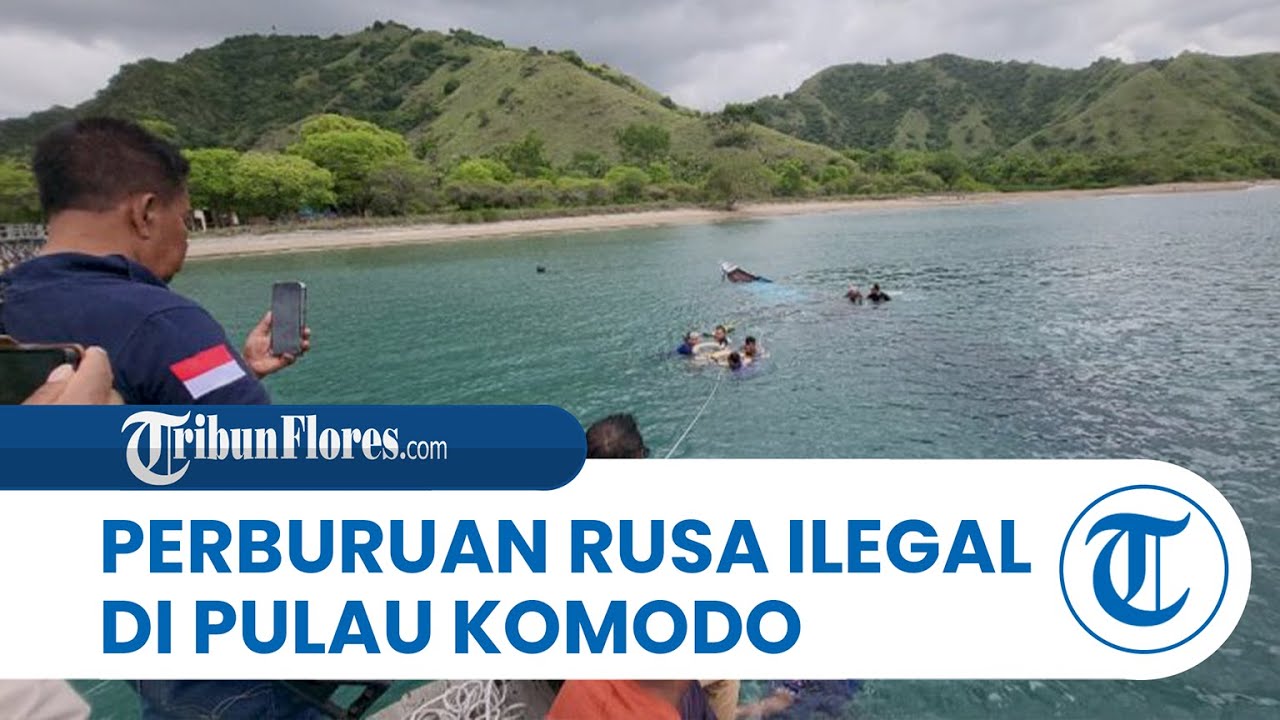 Polairud Polda NTT Gagalkan Perburuan Rusa Ilegal di Pulau Komodo, Pelaku Sempat Tembaki Petugas