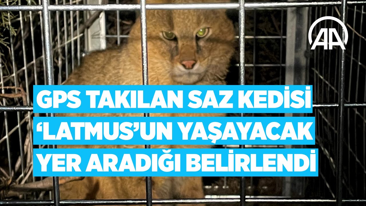 Saz kedisi 'Latmus' yaşayacak yer arıyor