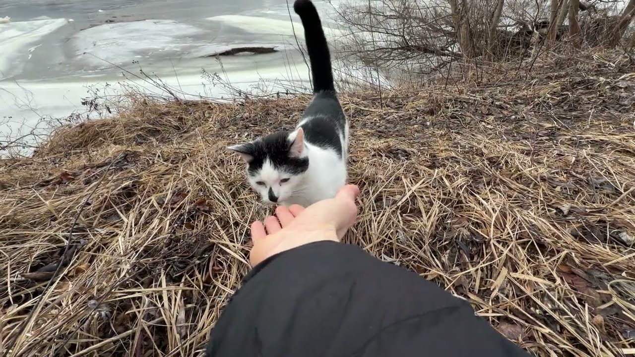Кот одиночка в Польше) Украинец в Польше разговаривает с котом!😅