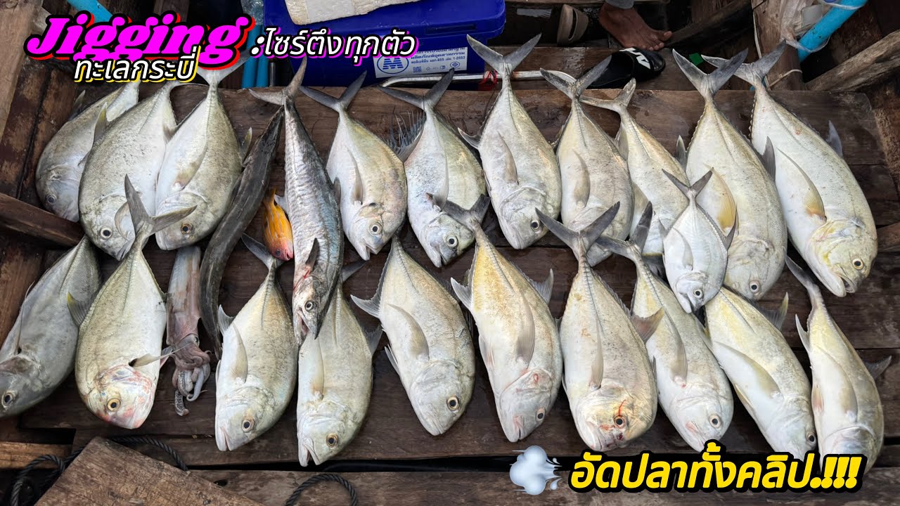 Jigging จิ๊กกิ๊งตามล่ากระมงพร้าวทะเลกระบี่ งานนี้โครตมันส์อัดปลาทั้งคลิป #fishing #jigging 