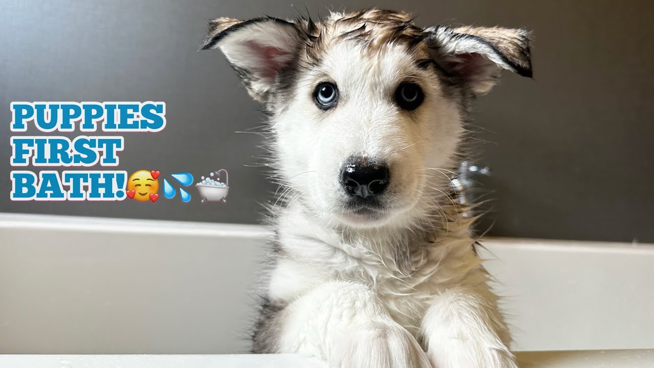 Lillie The Husky Puppies First Ever Bath! She Reminds Us Of Millie!!😭.