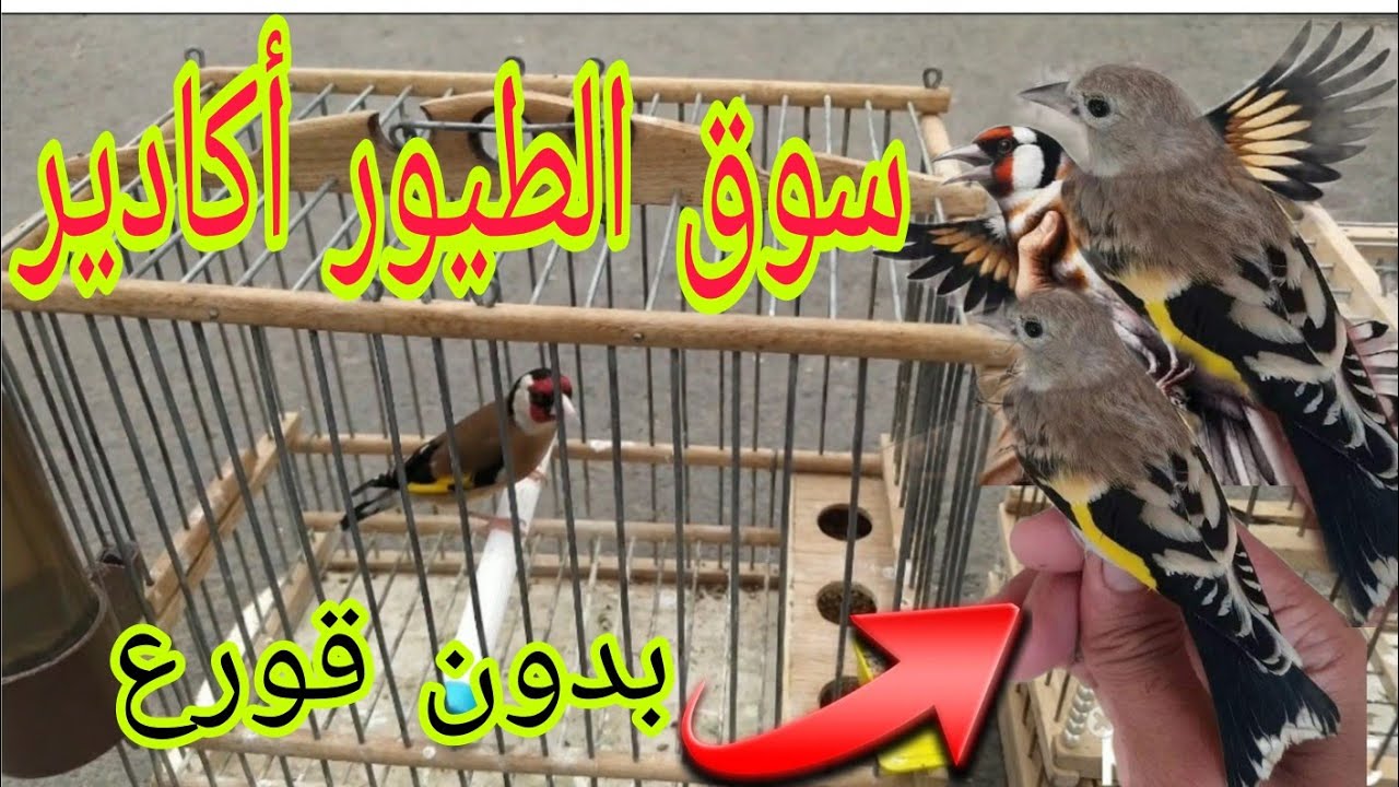 سوق الطيور أكادير ليوم الأحد 27/04/2025+التعرف على الجديد واثمنة الطيور