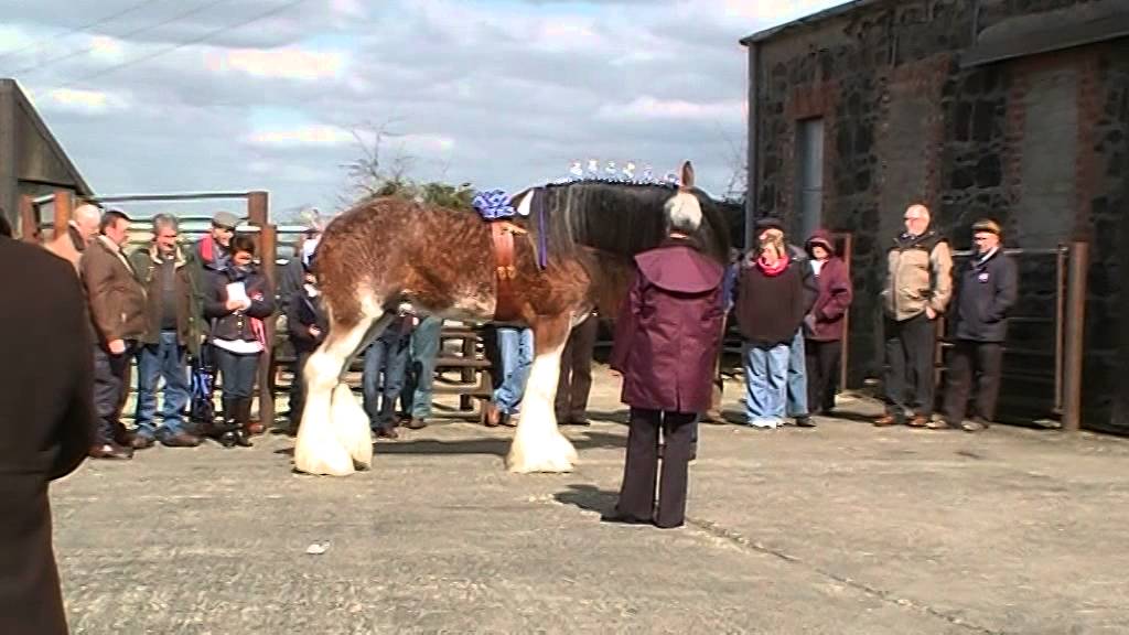 N Ireland's Clydesdale Stallion Parade