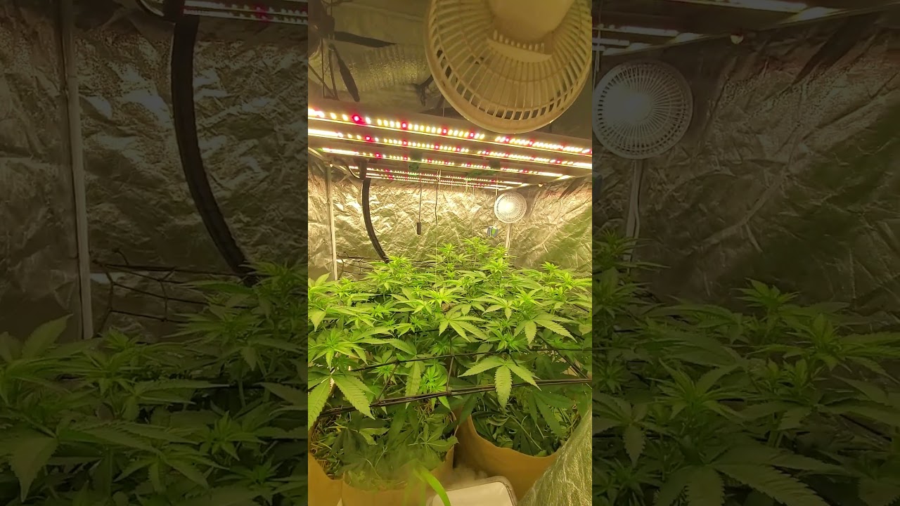 Learning the no-till way ,organic  15 gallon pots