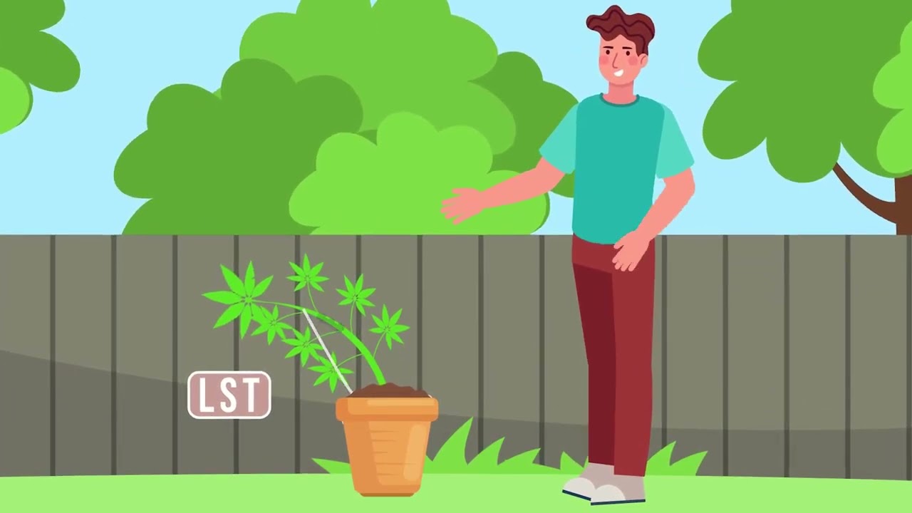 10 Mistakes to Avoid When Training Cannabis Plants!