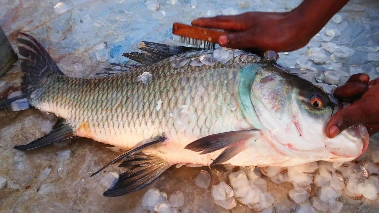 Amazing HUGE GRASS CARP FISH Cutting Skills  tr fishing