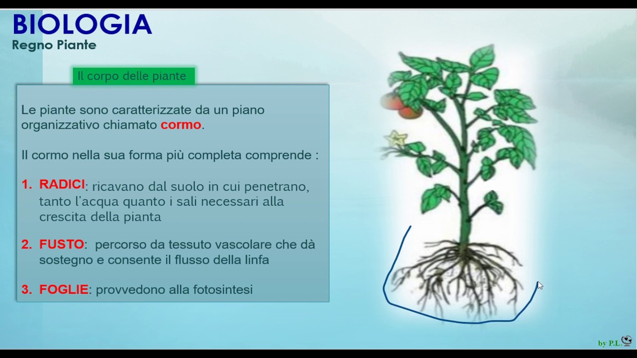 Regno Piante   Parte 2