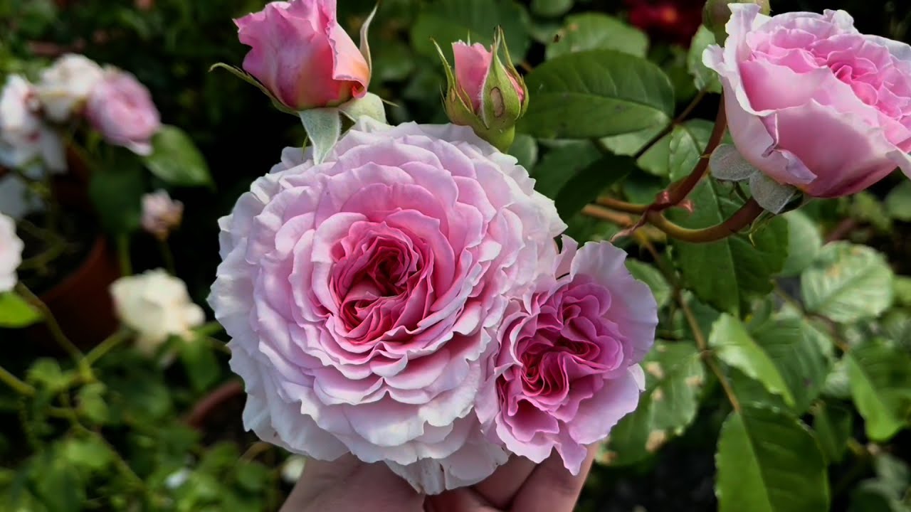 Rose Garden Tour June Part 2