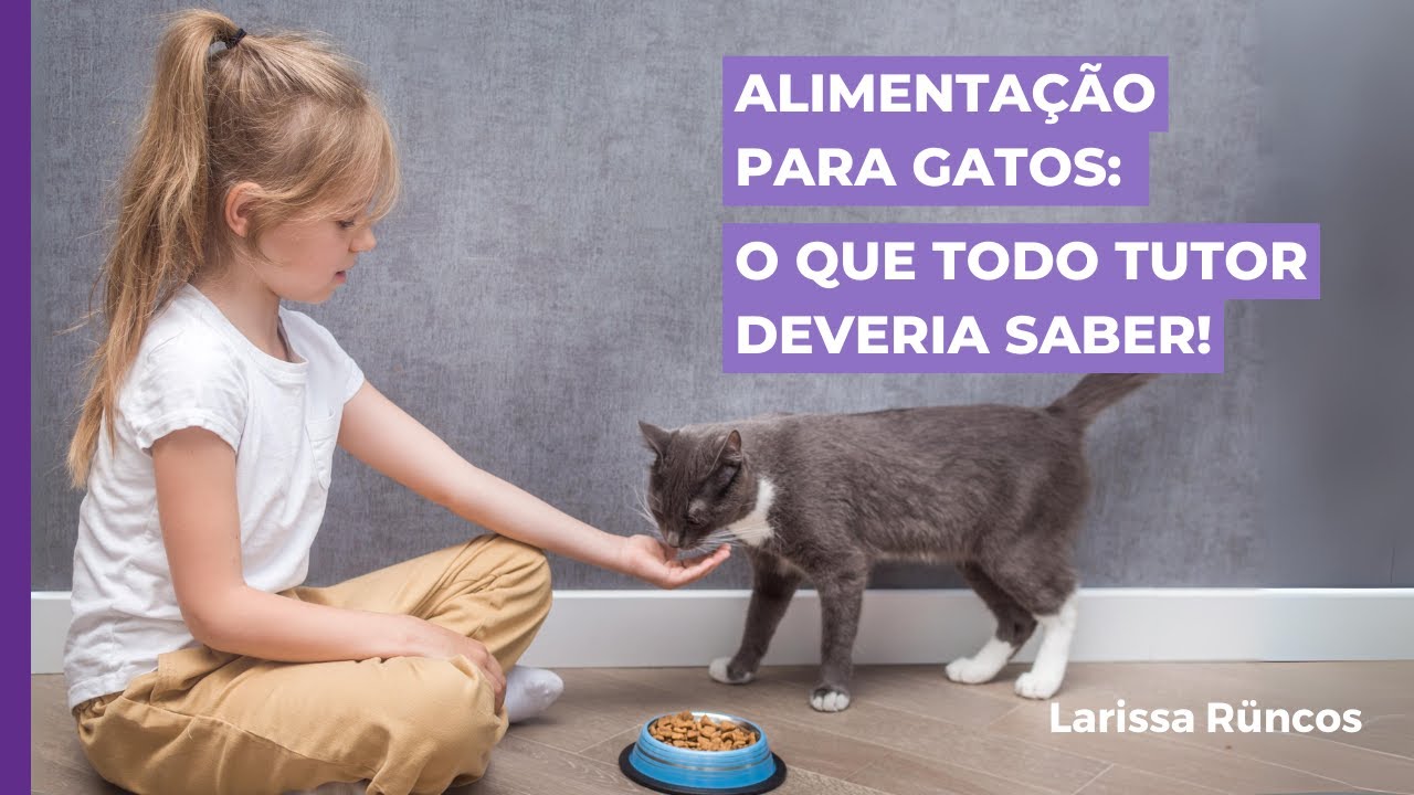 Alimentação para gatos: o que todo tutor deveria saber!