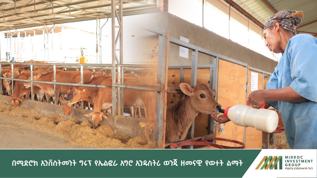 ሚድሮክ ኢንቨስትመንት ግሩፕ በኤልፎራ አግሮ ኢንዱስትሪ ዘመናዊ የወተት ላሞችን እያረባ ይገኛል።
