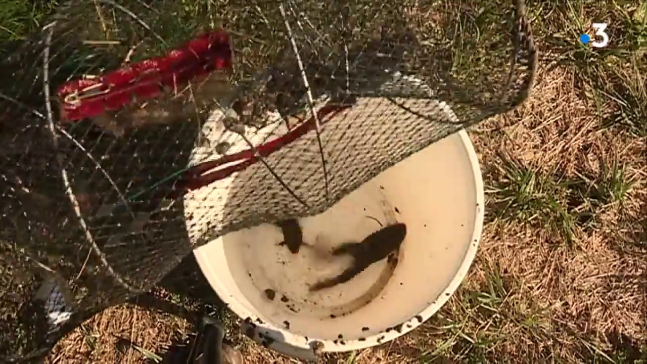 L'Anjou lutte contre le crapaud xénope, un batracien envahissant et pas très charmant