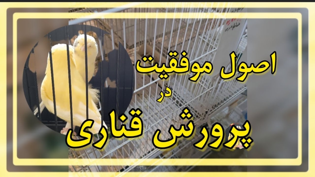 اصول موفقیت در پرورش قناری #قناری #پرورش_طیور #پرورش_قناری #canary