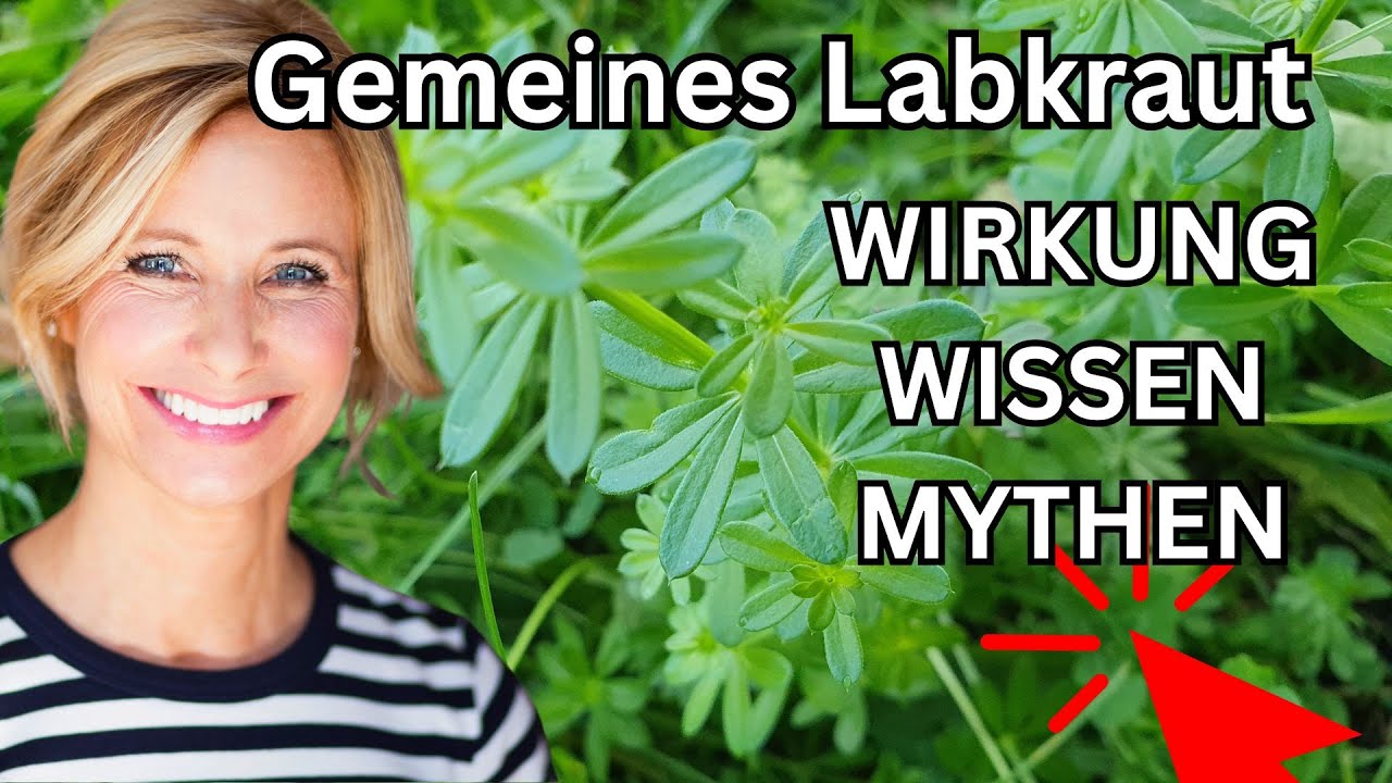 Gemeines Labkraut Wirkung, Wissen & Mythen 🌞 Wildpflanze