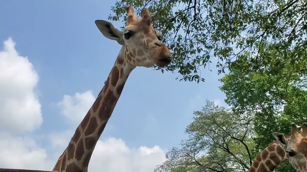 【宇都宮動物園】(2024/8/24)