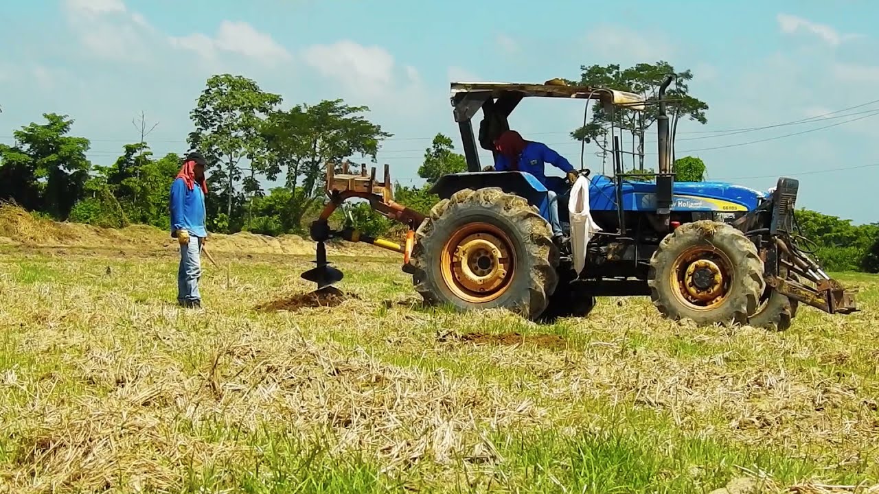 Proyecto siembra de Híbrido de palma OxG en el norte de Colombia.
