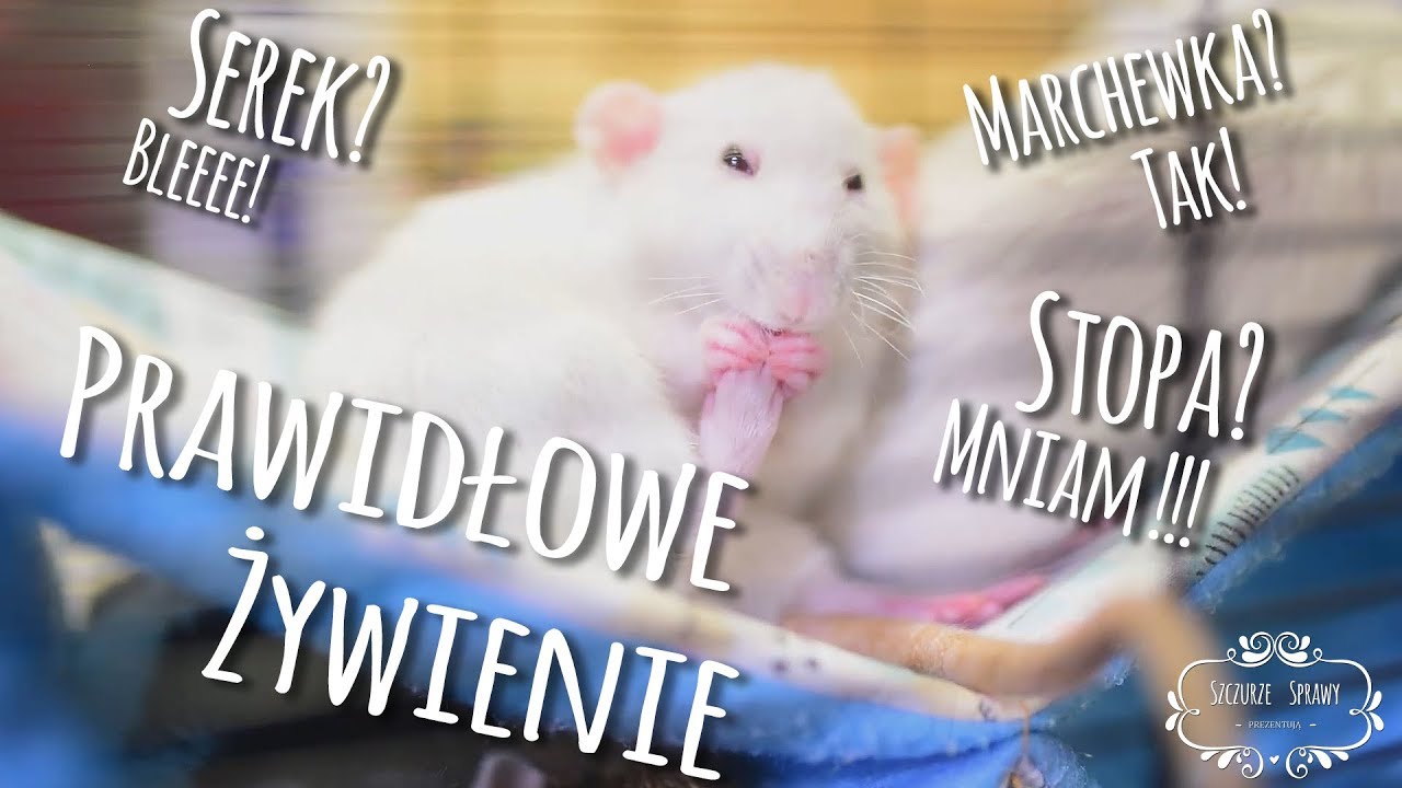 Marchewka czy serek? - Prawidłowe żywienie szczurków