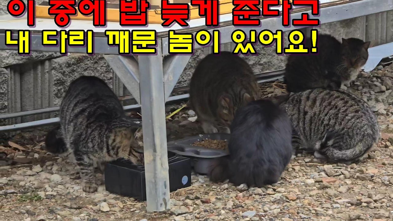 밥 늦게 준다고 깨무는 고양이가 있습니다!