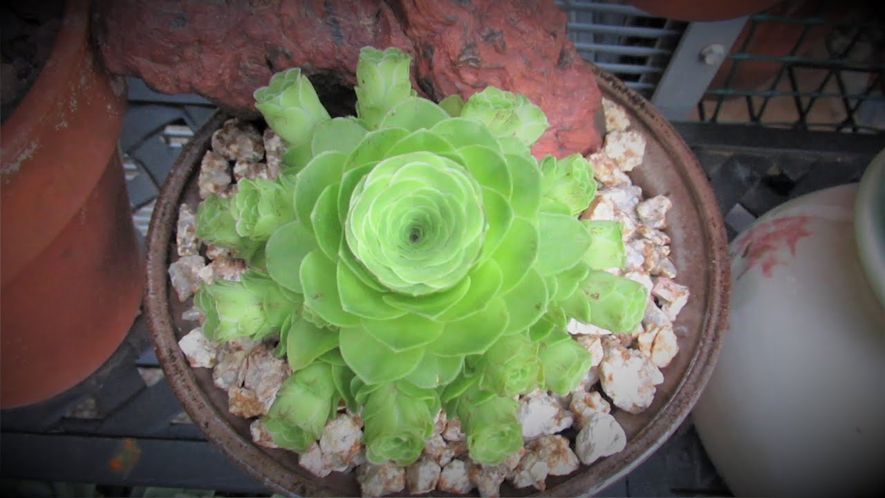 HOW TO GROW GREENOVIA | The Mountain Rose Succulent