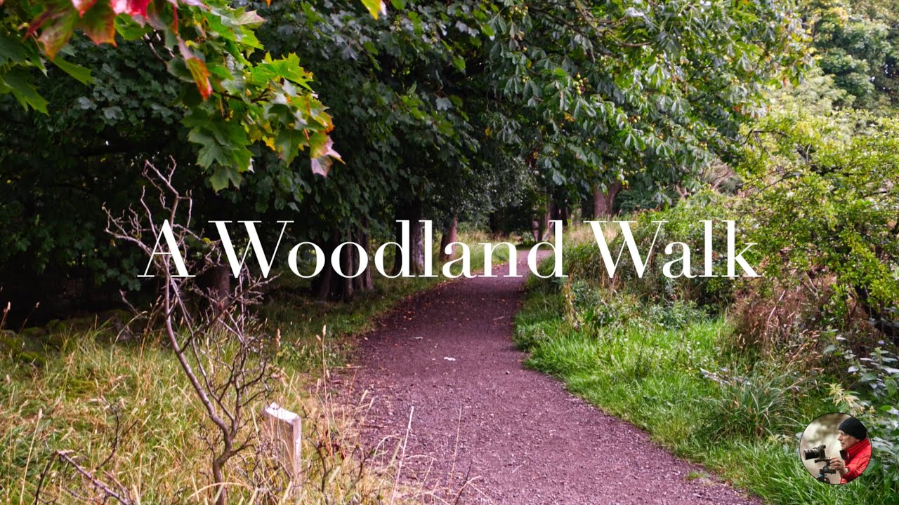 A Woodland Walk