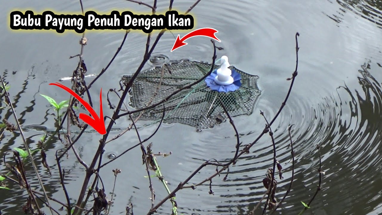 Pertama Kali Pasang Bubu Payung Langsung Dapat Banyak